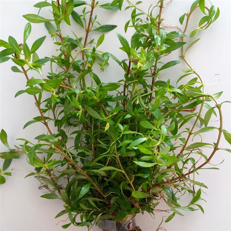 Ludwigia arcuata in bundel